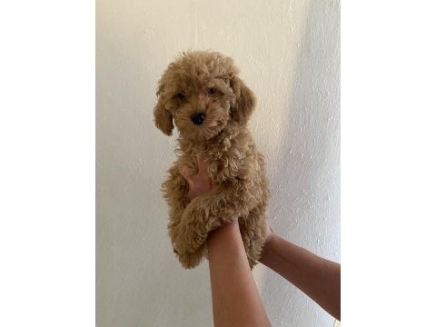Maltipoo bebekler