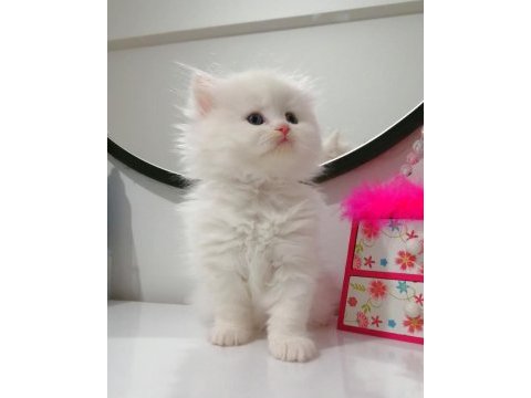 Muhteşem chinchilla güzellik
