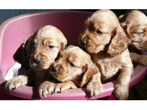 Amerikan cocker köpeklerimiz gelip görerek alabilirsiniz