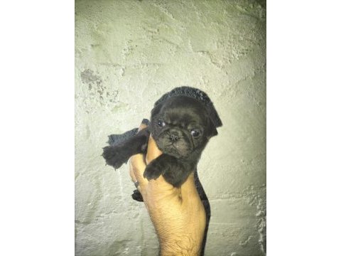 Pug bebeklerimiz yeni ailelerini bekliyor