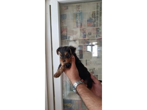 A kalite teacup kg garantili erkek yorkshire terrier yavru