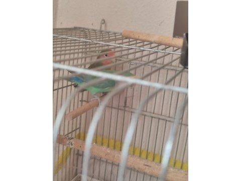 Sevda papağanı 3 aylık tam güzel bir yavru elle alışmaya