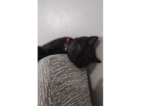 Black british shorthair