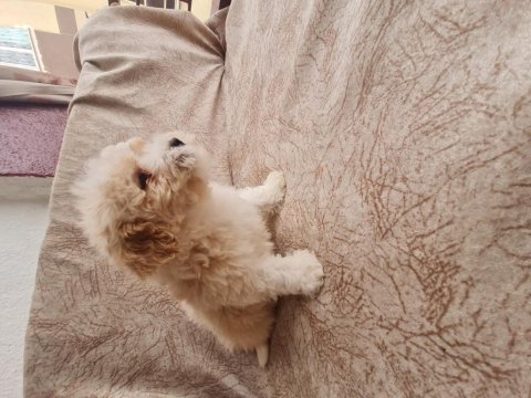 Maltipoo dişi erkek