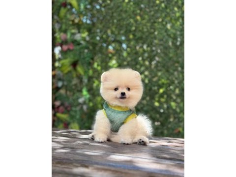 Orjinal sptiz olmayan pomeranian boo çocuklar