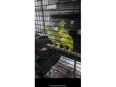 Sarı genç amazon papağanları faturalı çipli