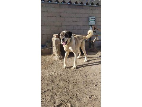 Alabai kırması köpeğimiz