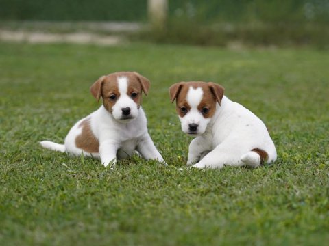 Fcı(kıf) şecereli safkan kısa tüylü jack rusell terrier