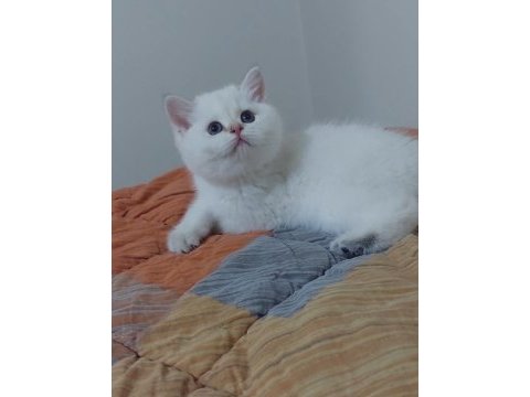 Safkan british shorthair açıklamayı okuyun lütfen