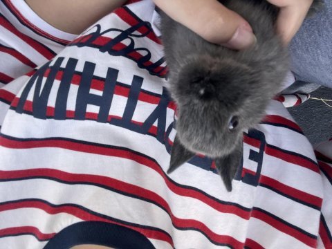 2 aylık hollanda cüce tavşanı