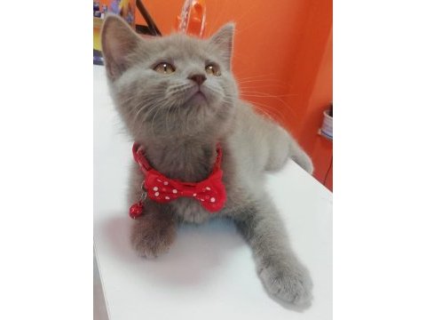 2 aylık british shorthair lilac yavru