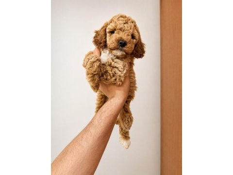 Poodle yavrularımız