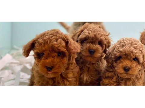 Safkan kore toy poodle bebekler