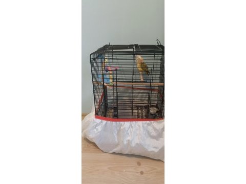 2 kuşum yeni evini arıyor