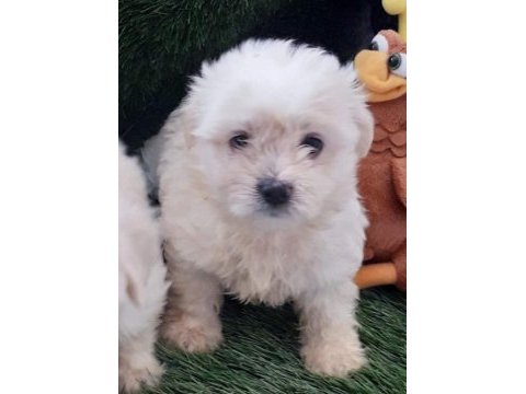 Maltese terrier sağlıklı