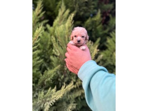 Maltipoo adrese teslim, kapıda ödeme yapabilirsiniz