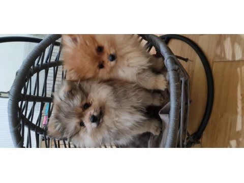 Pomeranian dişi erkek bebek