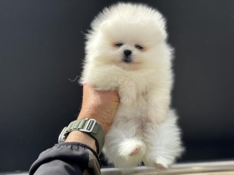 Petmode köpek çiftliğinden tedyy pomeranian