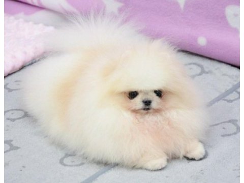 Kar beyaz dişi pomeranian