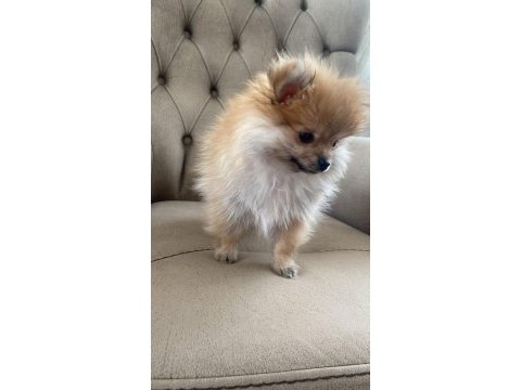 Kahverengi dişi pomeranian boo