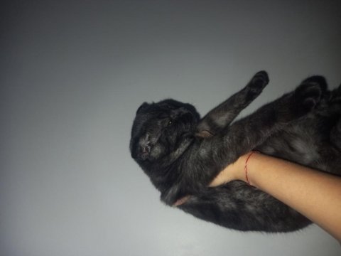 Scottish fold uysal kedimiz