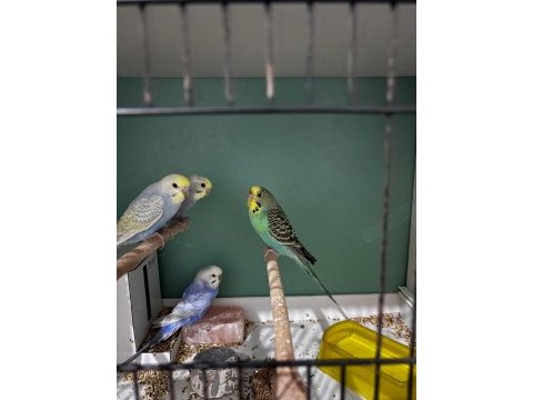 Yavru muhabbet kuşları