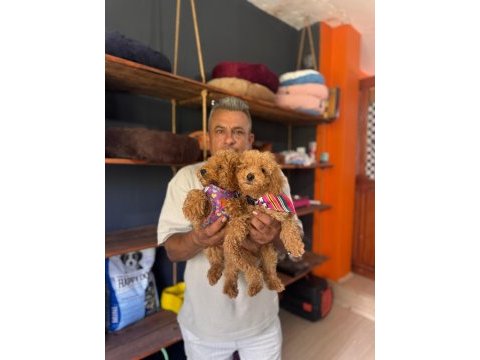 Mükemmel kalitede poodle bebeklerimiz