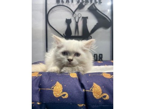 A kalite de blue point british longhair