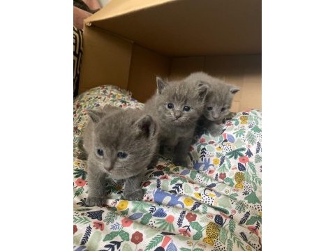 British shorthair russian blue melezi