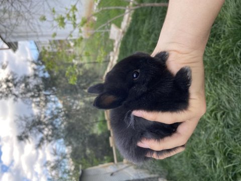 Netherland dwarf cüce tavşan yavruları