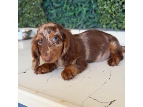 Longhair merle dachshund yavru köpeğimiz