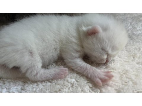 Safkan british shorthair yavrular