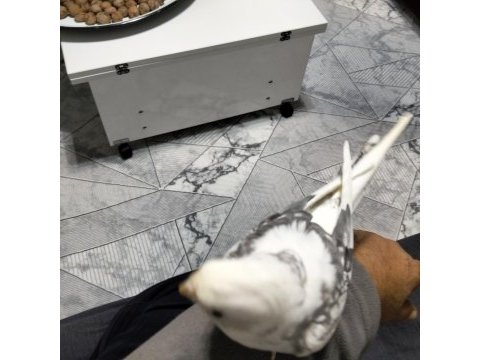 7 aylık erkek sultan papağanı