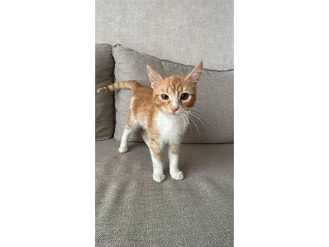 Kedimiz kikiye ömürlük yuva arıyoruz