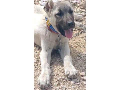 Erkek anadolu çoban köpeği