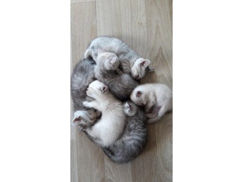 Safkan yavrular british shorthair