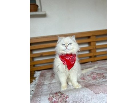 Sahiplendirme british longhair