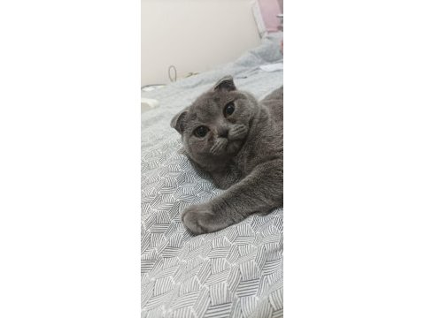 Altı aylık dişi scottish fold kedimi sahiplendiriyorum
