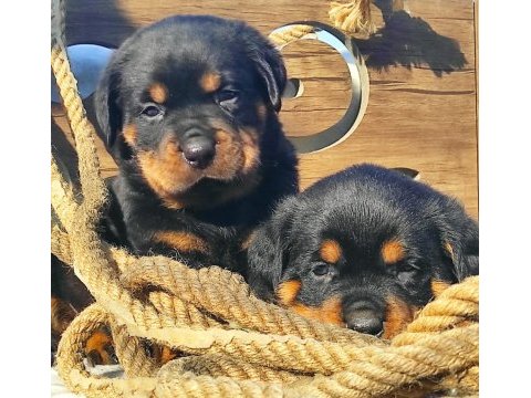 Üst kalite rottweiler yavrularımız