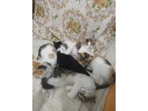 Yavru kedilerime ev arıyorum