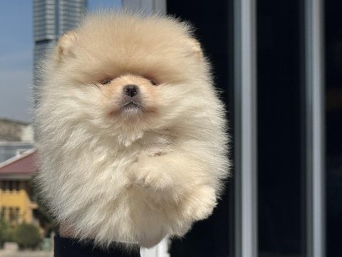 Çok özel tea cup pomeranian yavrular ziyarete açık