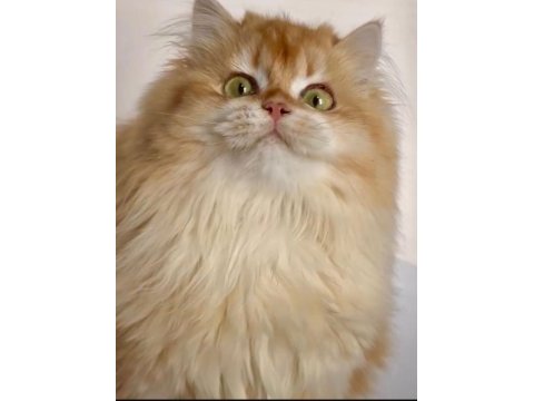 British longhair kızımız ömürlük yuva arıyor