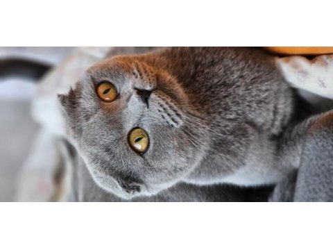 Bakımlı evcil ev kedisi gri dişi scottish fold