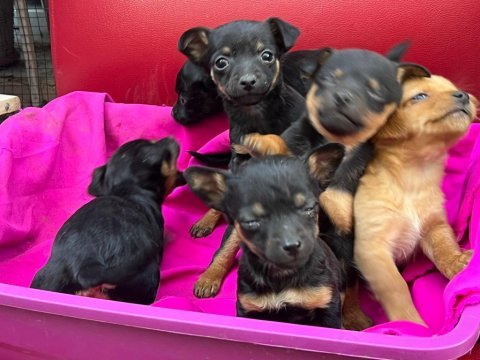 Pinscher yavrular safkan
