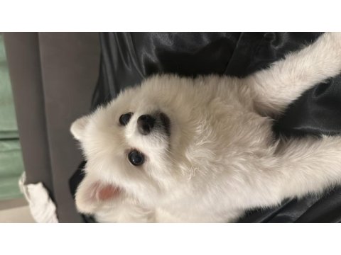 Pomeranian yavrumuz pamuğa yeni aile arıyoruz