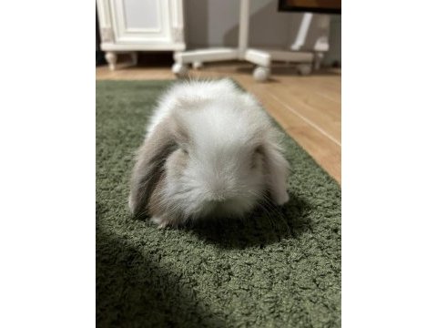 Hollanda lop 1 buçuk aylık tavşan sahiplendirilecektir