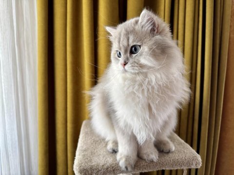 Gri british longhair paşa