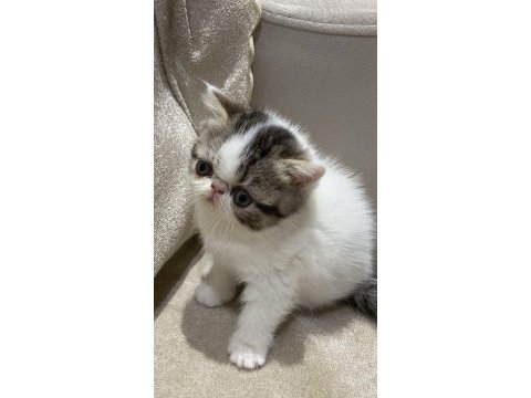 Exotıc shortair dişi