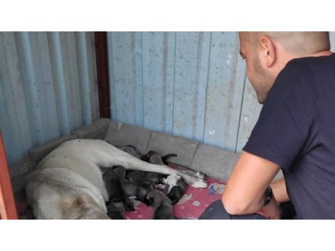 Üst düzey vasıflı kangal yavruları izmir