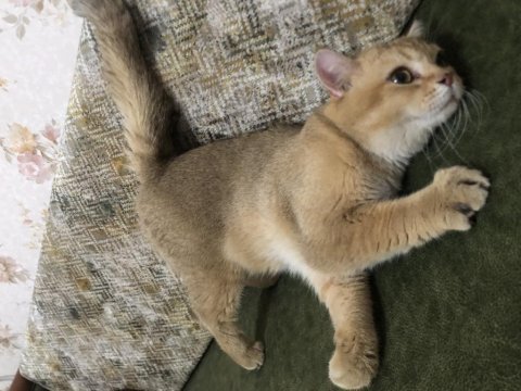 Sevecen ve afacan scottish fold oğlumuz yuva arıyor.